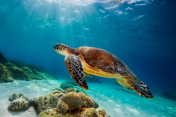 Obraz premium Tortugas Marinas en la Costa