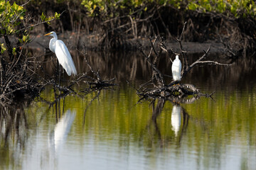 Egrets