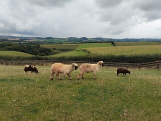 Various breeds of sheep grazing in lush green field in Devon 
