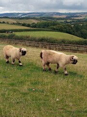 sheep walking through lush green field in Devon