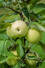 Close-up of a green apple tree branch adorned with mature pale green apples.
