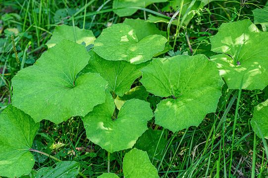 Green leaves of the medicinal plant tussilago farfara closeup.