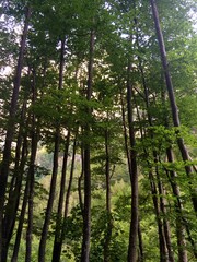 Trees trunks nature background - Logar Valley, Solcava, Slovenia