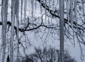 Melting Icicles After a Snowfall