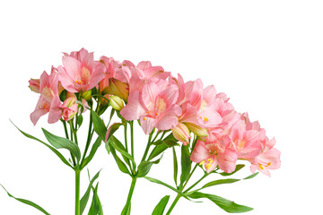 Naklejka premium pink alstroemeria flower, Lily of the Incas, in vase on isolated white background close-up