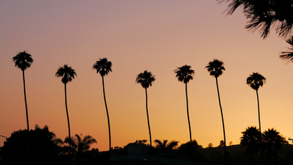 Obraz premium Line of Palms at Sunset