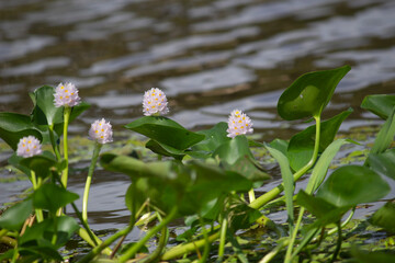 Obraz premium Eichhornia crassipes, jacinto-de-água, aguapé, baronesa, gigoga