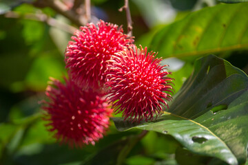 Nephelium lappaceum, rambutã