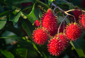 Nephelium lappaceum, rambutã