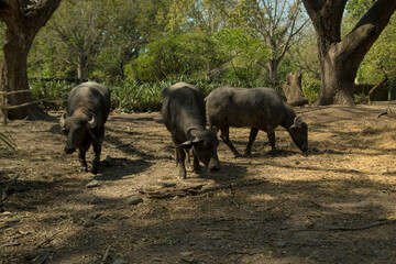 Fototapeta premium herd of wildebeest
