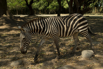 zebra in the wild