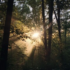 Obraz premium beautiful rays of sunshine comming through the branches in the woods 