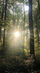 Naklejka premium beautiful rays of sunshine comming through the branches in the woods 