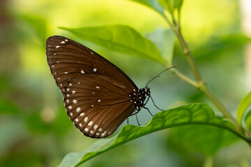 Schmetterling
