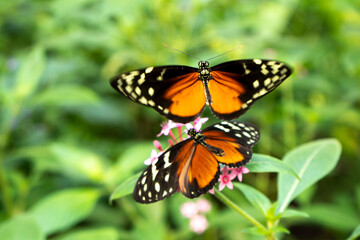 Schmetterlinge