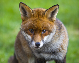 This closeup image features a striking fox in its natural habitat