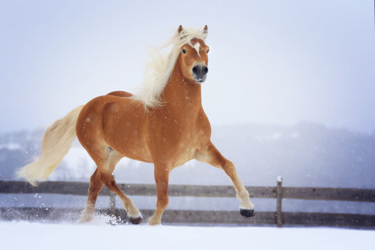 Haflinger Hengst im Schnee