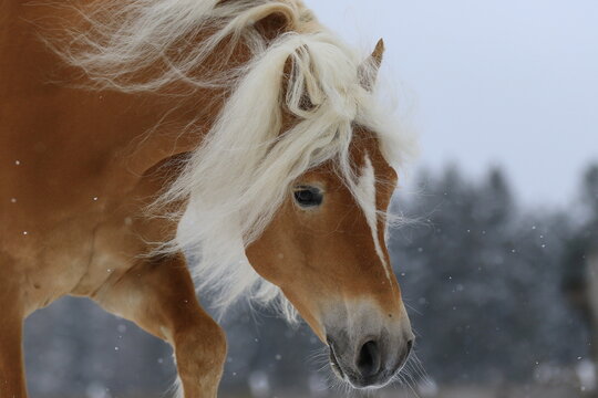 Pferdekopf - Haflinger Hengst im Schnee