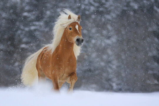Haflinger Hengst - Galopp im Schnee