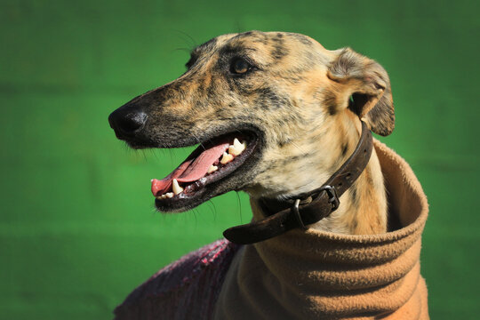 Portrait von einem Hund Galgo mit Mantel - spanischer jagdhund