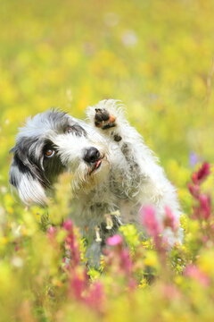 S&uuml;sser Hund in Blumenwiese hebt das Pf&ouml;tchen