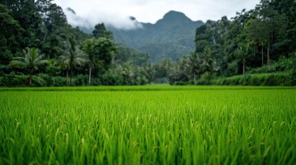 Obraz premium Lush green rice paddy field, mountain backdrop, tropical landscape, travel photography