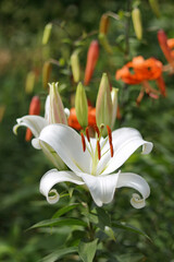 Obraz premium Beautiful Easter lilies with delicate white petals and golden stamens, symbolizing purity and rebirth. Ideal for Easter themes, floral art, and nature lovers.