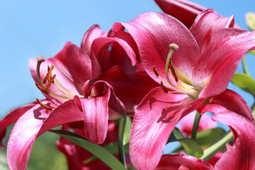 Close-up of vibrant pink lilies in full bloom against a clear blue sky, with soft sunlight highlighting delicate petals and stamens.