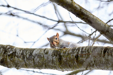 The Curious Squirrel on the Branch
