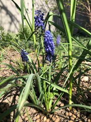 Muscari blooms in the garden on a sunny spring day. First flowers blossom on the flower bed.