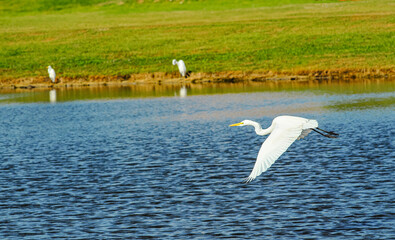 Fototapeta premium Sideview, medium distance of, a Great Egret, flying low, over a tropical lake, under morning sunlight