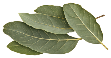 PNG Bay leaves leaf bay ingredients.