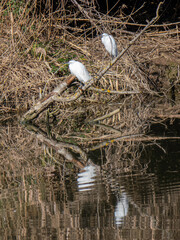 Two little egrets perched on branch overlooking water