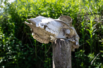 Skull of an animal in viking village.