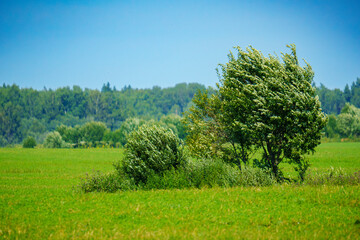 Green field with small trees and distant forest in summer