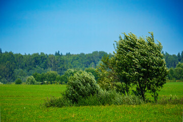 Fototapeta premium Green field with small trees and distant forest in summer