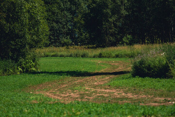 Fototapeta premium Dirt path through green meadow leading to forest edge