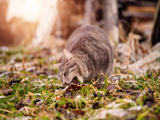 A cat is eating grass in a field. The grass is green and the field is open. Selective focus. Home pet in a wild country area.