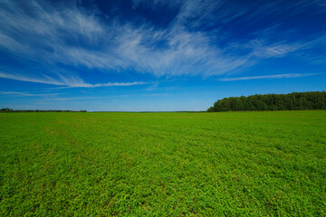 Vast green field under a clear blue sky in rural landscape