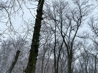 trees, snow and sky