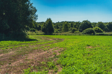 Dirt road curving through green field towards forest in rural landscape