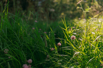 Wild grass and pink flowers in sunlight with blurred background