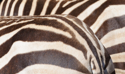 Detalle de la piel de dos cebras © Victor