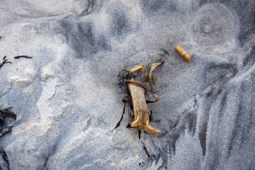 driftwood on a beach