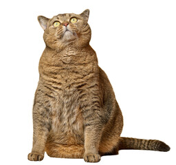 Adult gray straight-eared cat looking up on isolated background