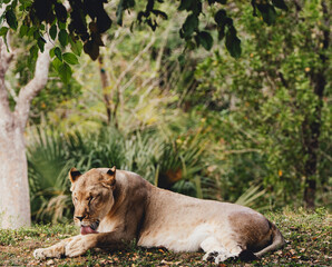 lion in the grass zoo 
