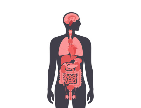recommend clip art: Human internal organs
