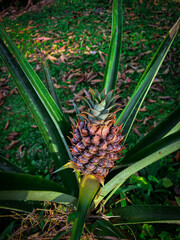 Fototapeta premium pineapple growing in a garden