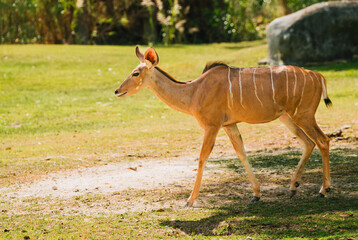 antelope in the field