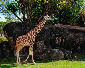 giraffe in the wild 